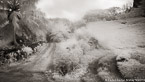 Pineapple Plantation, Moorea  #YNG-060.  Infrared Photograph,  Stretched and Gallery Wrapped, Limited Edition Archival Print on Canvas:  72 x 40 inches, $1620.  Custom Proportions and Sizes are Available.  For more information or to order please visit our ABOUT page or call us at 561-691-1110.