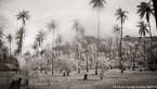 Coconut Stand, Moorea  #YNG-062.  Infrared Photograph,  Stretched and Gallery Wrapped, Limited Edition Archival Print on Canvas:  72 x 40 inches, $1620.  Custom Proportions and Sizes are Available.  For more information or to order please visit our ABOUT page or call us at 561-691-1110.