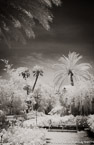 Tropical Garden, Palm Beach #YNG-064.  Infrared Photograph,  Stretched and Gallery Wrapped, Limited Edition Archival Print on Canvas:  40 x 60 inches, $1590.  Custom Proportions and Sizes are Available.  For more information or to order please visit our ABOUT page or call us at 561-691-1110.