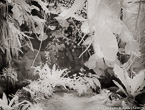 Tropical Garden, Palm Beach #YNG-075.  Infrared Photograph,  Stretched and Gallery Wrapped, Limited Edition Archival Print on Canvas:  50 x 40 inches, $1560.  Custom Proportions and Sizes are Available.  For more information or to order please visit our ABOUT page or call us at 561-691-1110.