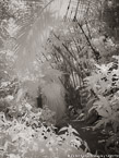 Tropical Garden, Palm Beach #YNG-076.  Infrared Photograph,  Stretched and Gallery Wrapped, Limited Edition Archival Print on Canvas:  40 x 56 inches, $1590.  Custom Proportions and Sizes are Available.  For more information or to order please visit our ABOUT page or call us at 561-691-1110.