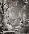 Tropical Garden, Palm Beach #YNG-077.  Infrared Photograph,  Stretched and Gallery Wrapped, Limited Edition Archival Print on Canvas:  40 x 44 inches, $1530.  Custom Proportions and Sizes are Available.  For more information or to order please visit our ABOUT page or call us at 561-691-1110.