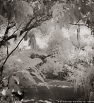 Tropical Garden, Palm Beach #YNG-078.  Infrared Photograph,  Stretched and Gallery Wrapped, Limited Edition Archival Print on Canvas:  40 x 44 inches, $1530.  Custom Proportions and Sizes are Available.  For more information or to order please visit our ABOUT page or call us at 561-691-1110.