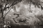 Tropical Garden, Palm Beach #YNG-079.  Infrared Photograph,  Stretched and Gallery Wrapped, Limited Edition Archival Print on Canvas:  60 x 40 inches, $1590.  Custom Proportions and Sizes are Available.  For more information or to order please visit our ABOUT page or call us at 561-691-1110.