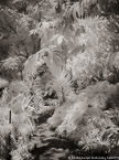Tropical Garden, Palm Beach #YNG-081.  Infrared Photograph,  Stretched and Gallery Wrapped, Limited Edition Archival Print on Canvas:  40 x 56 inches, $1590.  Custom Proportions and Sizes are Available.  For more information or to order please visit our ABOUT page or call us at 561-691-1110.