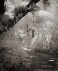 Tropical Garden, Palm Beach #YNG-084.  Infrared Photograph,  Stretched and Gallery Wrapped, Limited Edition Archival Print on Canvas:  40 x 50 inches, $1560.  Custom Proportions and Sizes are Available.  For more information or to order please visit our ABOUT page or call us at 561-691-1110.