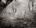 Tropical Garden, Palm Beach #YNG-085.  Infrared Photograph,  Stretched and Gallery Wrapped, Limited Edition Archival Print on Canvas:  50 x 40 inches, $1560.  Custom Proportions and Sizes are Available.  For more information or to order please visit our ABOUT page or call us at 561-691-1110.