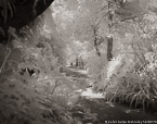 Tropical Garden, Palm Beach #YNG-087.  Infrared Photograph,  Stretched and Gallery Wrapped, Limited Edition Archival Print on Canvas:  50 x 40 inches, $1560.  Custom Proportions and Sizes are Available.  For more information or to order please visit our ABOUT page or call us at 561-691-1110.