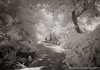 Tropical Garden, Palm Beach #YNG-088.  Infrared Photograph,  Stretched and Gallery Wrapped, Limited Edition Archival Print on Canvas:  56 x 40 inches, $1590.  Custom Proportions and Sizes are Available.  For more information or to order please visit our ABOUT page or call us at 561-691-1110.