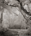 Tropical Garden, Palm Beach #YNG-092.  Infrared Photograph,  Stretched and Gallery Wrapped, Limited Edition Archival Print on Canvas:  40 x 44 inches, $1530.  Custom Proportions and Sizes are Available.  For more information or to order please visit our ABOUT page or call us at 561-691-1110.