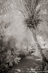 Tropical Garden, Palm Beach #YNG-094.  Infrared Photograph,  Stretched and Gallery Wrapped, Limited Edition Archival Print on Canvas:  40 x 60 inches, $1590.  Custom Proportions and Sizes are Available.  For more information or to order please visit our ABOUT page or call us at 561-691-1110.