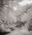 Tropical Garden, Palm Beach #YNG-096.  Infrared Photograph,  Stretched and Gallery Wrapped, Limited Edition Archival Print on Canvas:  40 x 44 inches, $1530.  Custom Proportions and Sizes are Available.  For more information or to order please visit our ABOUT page or call us at 561-691-1110.