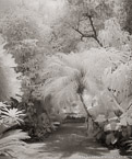 Tropical Garden, Palm Beach #YNG-097.  Infrared Photograph,  Stretched and Gallery Wrapped, Limited Edition Archival Print on Canvas:  40 x 48 inches, $1560.  Custom Proportions and Sizes are Available.  For more information or to order please visit our ABOUT page or call us at 561-691-1110.
