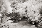 Tropical Garden, Palm Beach #YNG-098.  Infrared Photograph,  Stretched and Gallery Wrapped, Limited Edition Archival Print on Canvas:  60 x 40 inches, $1590.  Custom Proportions and Sizes are Available.  For more information or to order please visit our ABOUT page or call us at 561-691-1110.
