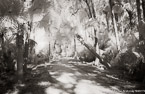 Tropical Forest, Jupiter  #YNG-112.  Infrared Photograph,  Stretched and Gallery Wrapped, Limited Edition Archival Print on Canvas:  60 x 40 inches, $1590.  Custom Proportions and Sizes are Available.  For more information or to order please visit our ABOUT page or call us at 561-691-1110.