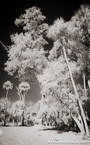 Tropical Forest, Jupiter  #YNG-113.  Infrared Photograph,  Stretched and Gallery Wrapped, Limited Edition Archival Print on Canvas:  40 x 60 inches, $1590.  Custom Proportions and Sizes are Available.  For more information or to order please visit our ABOUT page or call us at 561-691-1110.