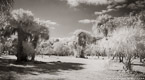 Tropical Forest, Jupiter  #YNG-117.  Infrared Photograph,  Stretched and Gallery Wrapped, Limited Edition Archival Print on Canvas:  68 x 36 inches, $1620.  Custom Proportions and Sizes are Available.  For more information or to order please visit our ABOUT page or call us at 561-691-1110.