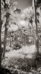 Tropical Forest, Jupiter  #YNG-120.  Infrared Photograph,  Stretched and Gallery Wrapped, Limited Edition Archival Print on Canvas:  40 x 72 inches, $1620.  Custom Proportions and Sizes are Available.  For more information or to order please visit our ABOUT page or call us at 561-691-1110.