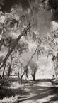 Tropical Forest, Jupiter  #YNG-122.  Infrared Photograph,  Stretched and Gallery Wrapped, Limited Edition Archival Print on Canvas:  40 x 72 inches, $1620.  Custom Proportions and Sizes are Available.  For more information or to order please visit our ABOUT page or call us at 561-691-1110.