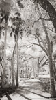 Tropical Forest, Jupiter  #YNG-125.  Infrared Photograph,  Stretched and Gallery Wrapped, Limited Edition Archival Print on Canvas:  40 x 72 inches, $1620.  Custom Proportions and Sizes are Available.  For more information or to order please visit our ABOUT page or call us at 561-691-1110.