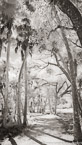 Tropical Forest, Jupiter  #YNG-125.  Infrared Photograph,  Stretched and Gallery Wrapped, Limited Edition Archival Print on Canvas:  40 x 72 inches, $1620.  Custom Proportions and Sizes are Available.  For more information or to order please visit our ABOUT page or call us at 561-691-1110.