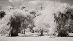 Tropical Forest, Jupiter  #YNG-126.  Infrared Photograph,  Stretched and Gallery Wrapped, Limited Edition Archival Print on Canvas:  72 x 40 inches, $1620.  Custom Proportions and Sizes are Available.  For more information or to order please visit our ABOUT page or call us at 561-691-1110.