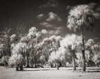 Tropical Forest, Jupiter  #YNG-129.  Infrared Photograph,  Stretched and Gallery Wrapped, Limited Edition Archival Print on Canvas:  50 x 40 inches, $1560.  Custom Proportions and Sizes are Available.  For more information or to order please visit our ABOUT page or call us at 561-691-1110.