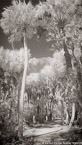 Tropical Forest, Jupiter  #YNG-130.  Infrared Photograph,  Stretched and Gallery Wrapped, Limited Edition Archival Print on Canvas:  40 x 40 inches, $1500.  Custom Proportions and Sizes are Available.  For more information or to order please visit our ABOUT page or call us at 561-691-1110.
