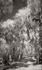 Tropical Forest, Jupiter  #YNG-131.  Infrared Photograph,  Stretched and Gallery Wrapped, Limited Edition Archival Print on Canvas:  40 x 68 inches, $1620.  Custom Proportions and Sizes are Available.  For more information or to order please visit our ABOUT page or call us at 561-691-1110.