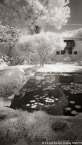 Tropical Garden, Palm Beach #YNG-132.  Infrared Photograph,  Stretched and Gallery Wrapped, Limited Edition Archival Print on Canvas:  40 x 72 inches, $1620.  Custom Proportions and Sizes are Available.  For more information or to order please visit our ABOUT page or call us at 561-691-1110.