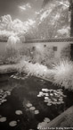 Tropical Garden, Palm Beach #YNG-134.  Infrared Photograph,  Stretched and Gallery Wrapped, Limited Edition Archival Print on Canvas:  40 x 72 inches, $1620.  Custom Proportions and Sizes are Available.  For more information or to order please visit our ABOUT page or call us at 561-691-1110.