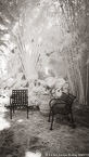 Tropical Garden, Palm Beach #YNG-143.  Infrared Photograph,  Stretched and Gallery Wrapped, Limited Edition Archival Print on Canvas:  40 x 72 inches, $1620.  Custom Proportions and Sizes are Available.  For more information or to order please visit our ABOUT page or call us at 561-691-1110.