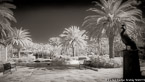 Tropical Garden, Palm Beach #YNG-145.  Infrared Photograph,  Stretched and Gallery Wrapped, Limited Edition Archival Print on Canvas:  72 x 40 inches, $1620.  Custom Proportions and Sizes are Available.  For more information or to order please visit our ABOUT page or call us at 561-691-1110.