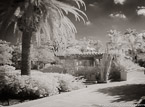 Tropical Garden, Palm Beach #YNG-146.  Infrared Photograph,  Stretched and Gallery Wrapped, Limited Edition Archival Print on Canvas:  56 x 40 inches, $1590.  Custom Proportions and Sizes are Available.  For more information or to order please visit our ABOUT page or call us at 561-691-1110.
