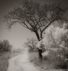 Savanna , South Africa #YNG-158.  Infrared Photograph,  Stretched and Gallery Wrapped, Limited Edition Archival Print on Canvas:  40 x 40 inches, $1500.  Custom Proportions and Sizes are Available.  For more information or to order please visit our ABOUT page or call us at 561-691-1110.