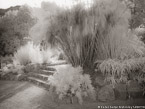 Botanical Garden, South Africa #YNG-163.  Infrared Photograph,  Stretched and Gallery Wrapped, Limited Edition Archival Print on Canvas:  56 x 40 inches, $1590.  Custom Proportions and Sizes are Available.  For more information or to order please visit our ABOUT page or call us at 561-691-1110.