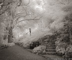 Botanical Garden, South Africa #YNG-165.  Infrared Photograph,  Stretched and Gallery Wrapped, Limited Edition Archival Print on Canvas:  48 x 40 inches, $1560.  Custom Proportions and Sizes are Available.  For more information or to order please visit our ABOUT page or call us at 561-691-1110.