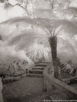 Botanical Garden, South Africa #YNG-167.  Infrared Photograph,  Stretched and Gallery Wrapped, Limited Edition Archival Print on Canvas:  40 x 56 inches, $1590.  Custom Proportions and Sizes are Available.  For more information or to order please visit our ABOUT page or call us at 561-691-1110.