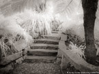 Botanical Garden, South Africa #YNG-169.  Infrared Photograph,  Stretched and Gallery Wrapped, Limited Edition Archival Print on Canvas:  56 x 40 inches, $1590.  Custom Proportions and Sizes are Available.  For more information or to order please visit our ABOUT page or call us at 561-691-1110.