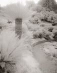 Botanical Garden, South Africa #YNG-177.  Infrared Photograph,  Stretched and Gallery Wrapped, Limited Edition Archival Print on Canvas:  40 x 50 inches, $1560.  Custom Proportions and Sizes are Available.  For more information or to order please visit our ABOUT page or call us at 561-691-1110.