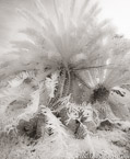 Botanical Garden, South Africa #YNG-178.  Infrared Photograph,  Stretched and Gallery Wrapped, Limited Edition Archival Print on Canvas:  40 x 50 inches, $1560.  Custom Proportions and Sizes are Available.  For more information or to order please visit our ABOUT page or call us at 561-691-1110.