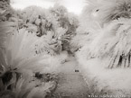 Botanical Garden, South Africa #YNG-179.  Infrared Photograph,  Stretched and Gallery Wrapped, Limited Edition Archival Print on Canvas:  56 x 40 inches, $1590.  Custom Proportions and Sizes are Available.  For more information or to order please visit our ABOUT page or call us at 561-691-1110.