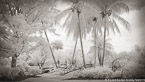 Tropical Garden, Palm Beach #YNL-018.  Infrared Photograph,  Stretched and Gallery Wrapped, Limited Edition Archival Print on Canvas:  72 x 40 inches, $1620.  Custom Proportions and Sizes are Available.  For more information or to order please visit our ABOUT page or call us at 561-691-1110.
