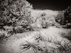 Mesa Verde, Colorado  #YNG-590.  Infrared Photograph,  Stretched and Gallery Wrapped, Limited Edition Archival Print on Canvas:  56 x 40 inches, $1590.  Custom Proportions and Sizes are Available.  For more information or to order please visit our ABOUT page or call us at 561-691-1110.