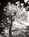 Mesa Verde, Colorado  #YNG-591.  Infrared Photograph,  Stretched and Gallery Wrapped, Limited Edition Archival Print on Canvas:  40 x 50 inches, $1560.  Custom Proportions and Sizes are Available.  For more information or to order please visit our ABOUT page or call us at 561-691-1110.