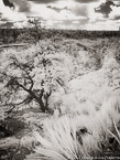 Mesa Verde, Colorado  #YNG-597.  Infrared Photograph,  Stretched and Gallery Wrapped, Limited Edition Archival Print on Canvas:  40 x 56 inches, $1590.  Custom Proportions and Sizes are Available.  For more information or to order please visit our ABOUT page or call us at 561-691-1110.