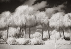 Palms , Jupiter  #YNG-605.  Infrared Photograph,  Stretched and Gallery Wrapped, Limited Edition Archival Print on Canvas:  56 x 40 inches, $1590.  Custom Proportions and Sizes are Available.  For more information or to order please visit our ABOUT page or call us at 561-691-1110.