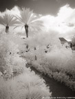 Tropical Garden, Palm Beach #YNG-613.  Infrared Photograph,  Stretched and Gallery Wrapped, Limited Edition Archival Print on Canvas:  40 x 56 inches, $1590.  Custom Proportions and Sizes are Available.  For more information or to order please visit our ABOUT page or call us at 561-691-1110.