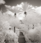 Tropical Garden, Palm Beach #YNG-614.  Infrared Photograph,  Stretched and Gallery Wrapped, Limited Edition Archival Print on Canvas:  40 x 44 inches, $1530.  Custom Proportions and Sizes are Available.  For more information or to order please visit our ABOUT page or call us at 561-691-1110.