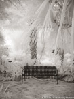 Tropical Garden, Palm Beach #YNG-637.  Infrared Photograph,  Stretched and Gallery Wrapped, Limited Edition Archival Print on Canvas:  40 x 56 inches, $1590.  Custom Proportions and Sizes are Available.  For more information or to order please visit our ABOUT page or call us at 561-691-1110.